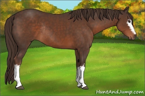 Horse Color: White Spotted Liver Chestnut Rabicano 