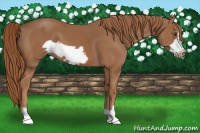 Horse Color:Chestnut Frame