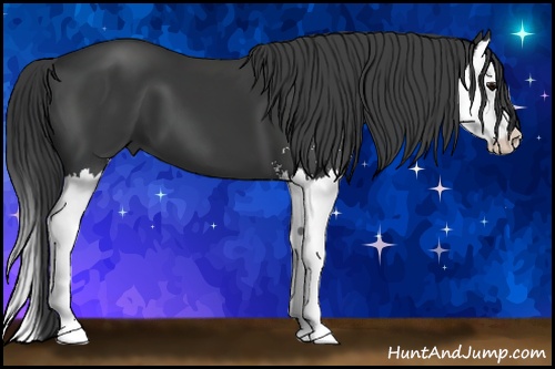 Horse Color: Black Sabino Splash 