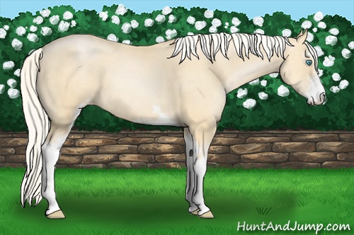 Horse Color: Palomino Pearl Sabino 