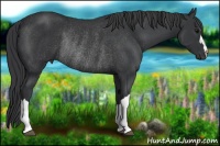 Horse Color:Black Rabicano 