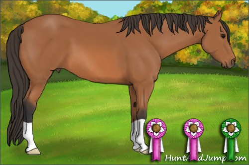 Horse Color: Bay 