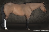 Horse Color:Bay Dun