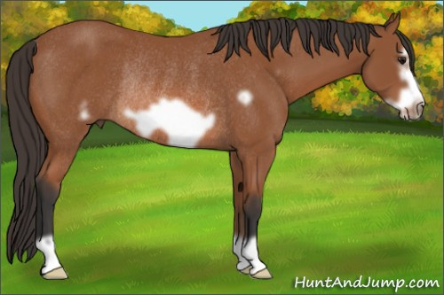 Horse Color: Bay Frame Rabicano 