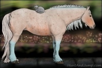 Horse Color:Watercolor Silver Bay Roan 