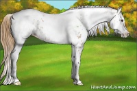 Horse Color:White Spotted Chestnut Tobiano Appaloosa