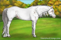 Horse Color:White Spotted Bay Splash Tobiano Appaloosa Rabicano 
