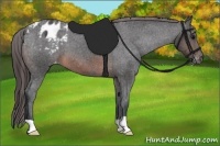 Horse Color:Brown Appaloosa 
