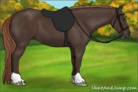 Horse Color:Liver Chestnut 