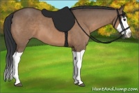 Horse Color:Bay Dun Splash 