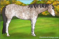 Horse Color:White Spotted Bay Dun