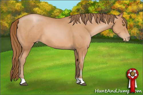 Horse Color: Bay Pearl 