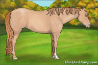 Horse Color:Gold Champagne Roan 