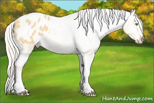 Horse Color:Gold Cream Champagne Appaloosa 