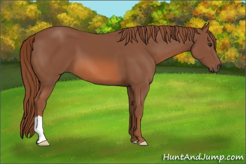 Horse Color: Unknown 