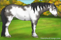 Horse Color:Grullo Sabino Frame