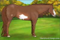 Horse Color:Liver Chestnut Frame 