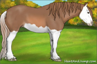 Horse Color:Liver Chestnut Splash 