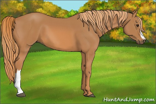 Horse Color: Chestnut 