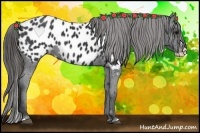 Horse Color:Black Splash Appaloosa 