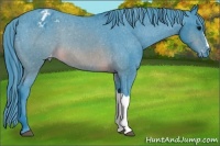 Horse Color:Watercolor Brown Appaloosa 