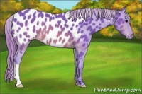 Horse Color:Watercolor Buckskin Appaloosa 