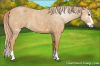 Horse Color:Palomino Roan Sabino Splash 