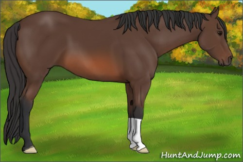 Horse Color: Bay 