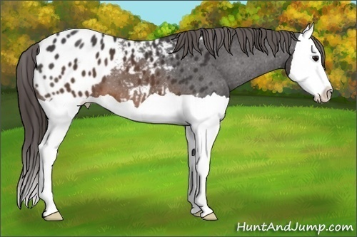 Horse Color: Brown Splash Blanket 