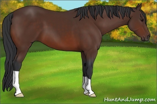 Horse Color: Bay 
