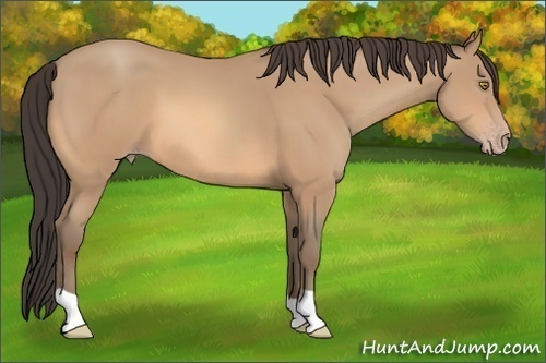 Horse Color: Amber Champagne 