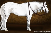 Horse Color:Gray Silver Grullo Roan Splash Tobiano