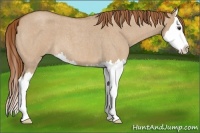 Horse Color:Red Dun Roan Splash 