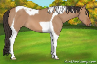 Horse Color:Bay Dun Tobiano 