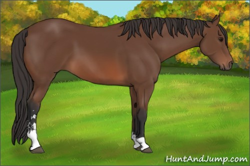 Horse Color: Bay Sabino 