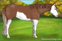 Horse Color:Chestnut Splash 