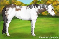 Horse Color:White Spotted Buckskin Frame 