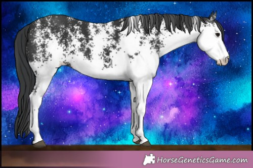 Horse Color: White Spotted Black 