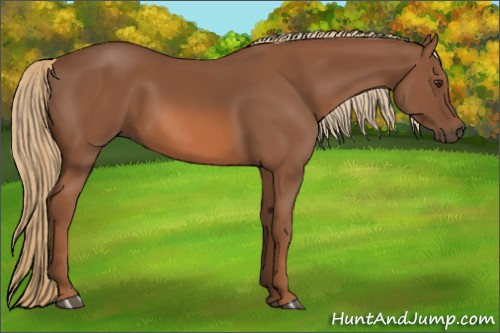 Horse Color: Liver Chestnut 