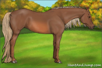 Horse Color:Liver Chestnut 