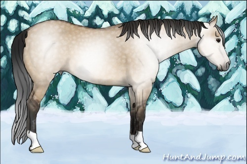 Horse Color:Gray Bay Dun