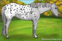 Horse Color:Black Appaloosa Rabicano 