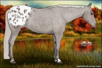 Horse Color:Silver Black Sabino Appaloosa Rabicano  Brindle