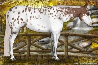 Horse Color:Silver Brown Sabino Appaloosa Rabicano