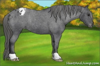 Horse Color:Brown Appaloosa Rabicano