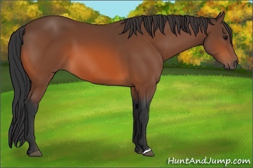 Horse Color: Bay 