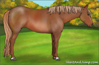 Horse Color:Liver Chestnut 