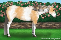 Horse Color:White Spotted Buckskin 