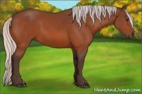 Horse Color:Silver Bay 