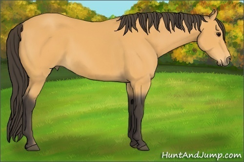 Horse Color:Buckskin Rabicano 